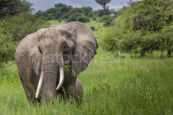 Huge African elephant bull in the Tarangire National Park, Tanza Stock photo © Mariusz_Prusaczyk