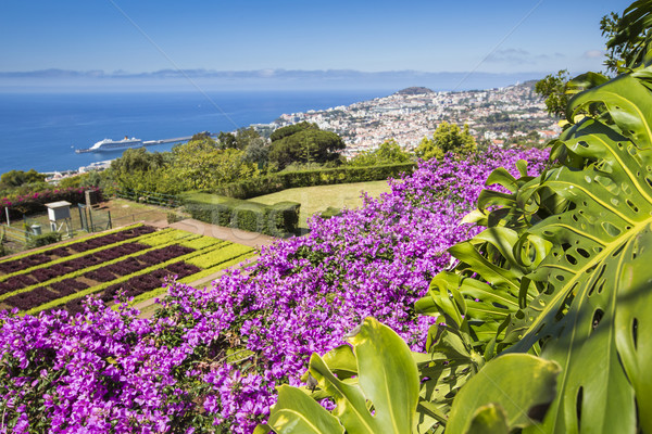 Famous Tropical Botanical Gardens in Funchal town, Madeira islan Stock photo © Mariusz_Prusaczyk