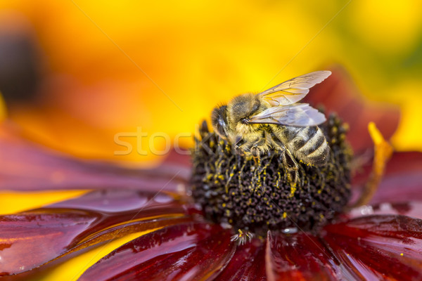 Stock photo: Close-up photo of a Western Honey Bee gathering nectar and spreading pollen.