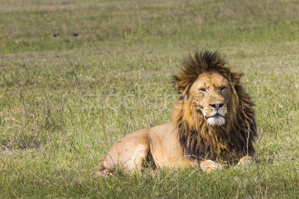 Portrait of Lion in Masai Mara, Kenya Stock photo © Mariusz_Prusaczyk
