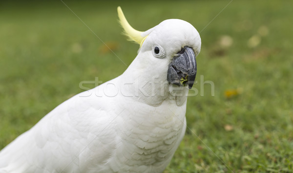 Stock photo: Sulphur-crested Cockatoo (Cacatua galerita)