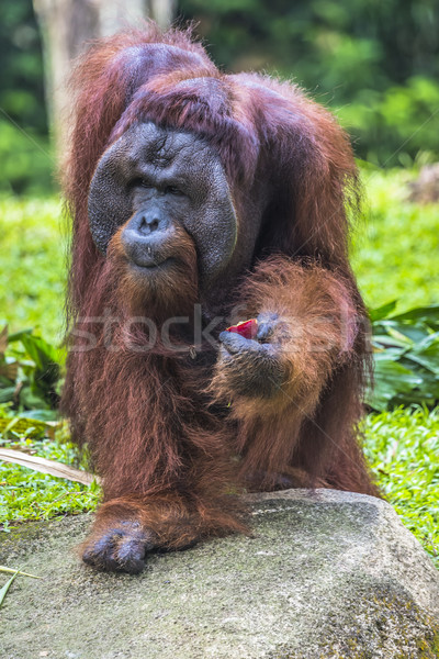 Zdjęcia stock: Orangutan · dżungli · borneo · Indonezja · baby · twarz