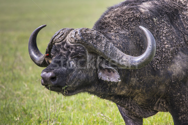 Stock photo: African buffalo (Syncerus caffer) on the grass. The photo was ta