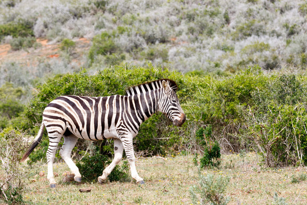 Zebra lopen weg stam hoofd beneden Stockfoto © markdescande