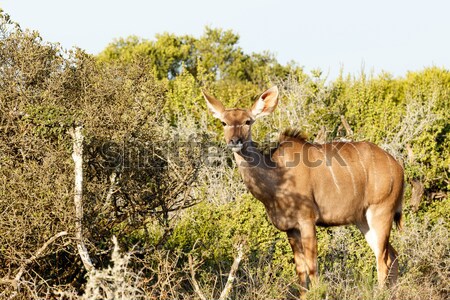 Greater Kudu Looking at You. Stock photo © markdescande