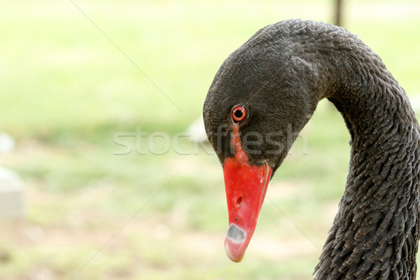 Black Swan bowing his head Stock photo © markdescande