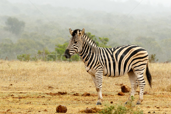 Burchell's Zebra standing and waiting  Stock photo © markdescande