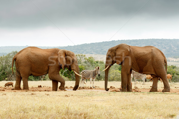 Bush Elephant lifting his leg while the other Elephant stare at  Stock photo © markdescande