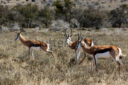 Springbok grazing in the field Stock photo © markdescande