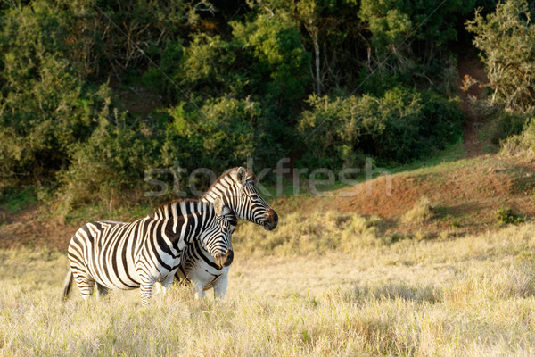 A Zebra giving a good rub against the other Stock photo © markdescande