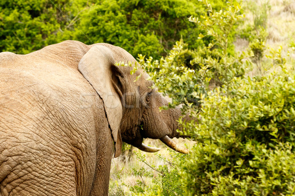 Foto d'archivio: Bush · elefante · mangiare · piedi · foresta