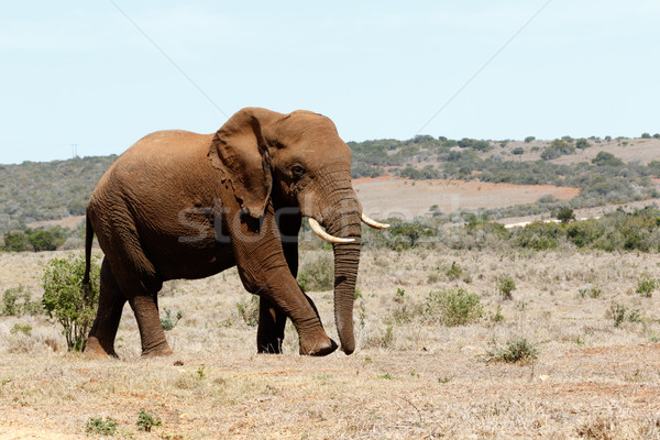 Big Male African Bush Elephant  Stock photo © markdescande