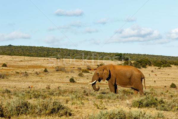 African Bush Elephant Standing in a large field.  Stock photo © markdescande