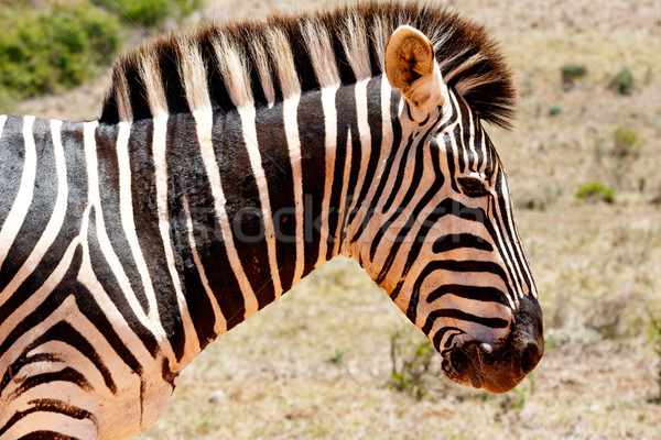 Zebra looking down and thinking Stock photo © markdescande