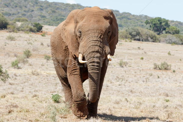 In front of us The Huge African Bush Elephant Stock photo © markdescande