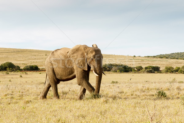 The African Bush Elephant just taking a stroll Stock photo © markdescande