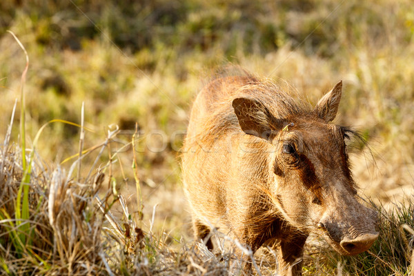 Common warthog with his big nose Stock photo © markdescande