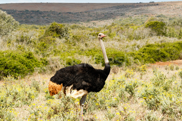 Ostrich Taking time out of his day to get his picture taken Stock photo © markdescande