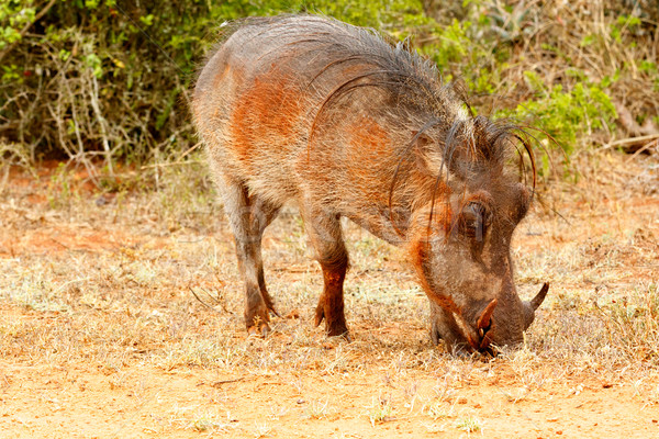 Side view of a common warthog eating grass Stock photo © markdescande