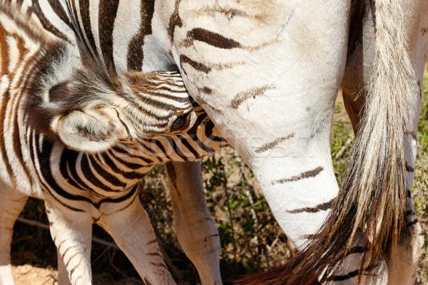 Baby Burchell's Zebra drinking from mom Stock photo © markdescande