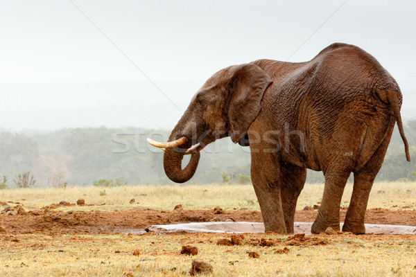 Bush Elephant with his feet in the dam  Stock photo © markdescande