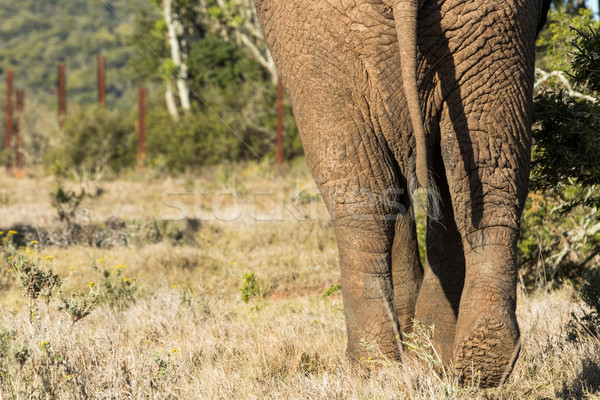 Close up of a Bush Elephant backside Stock photo © markdescande