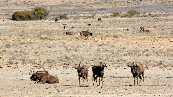 The four main Black Wildebeest in the front Stock photo © markdescande