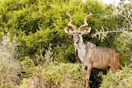 Greater Kudu - Tragelaphus strepsiceros Stock photo © markdescande