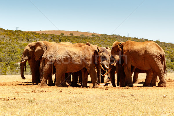 Afrikai elefánt család összejövetel locsol lyuk erdő Stock fotó © markdescande