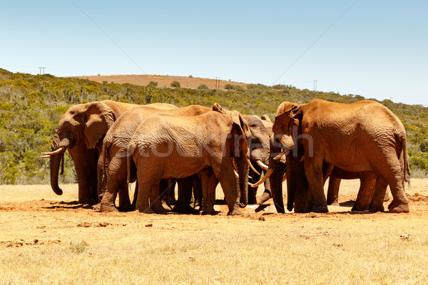 Afrikaanse olifant familie reünie gat bos Stockfoto © markdescande
