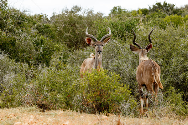 Two Greater Kudu standing and facing each other Stock photo © markdescande