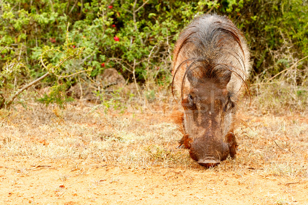 Front view of a common warthog Stock photo © markdescande