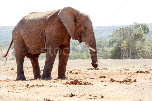 Bush Elephant twisting his trunk Stock photo © markdescande