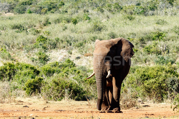 Elefante africano piedi break campo foresta Foto d'archivio © markdescande