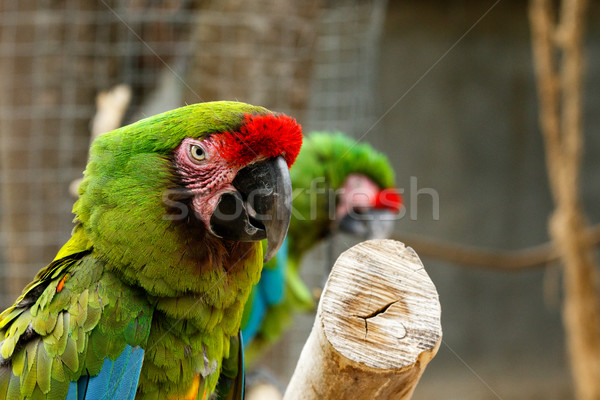Parrot sitting on a thick branch  Stock photo © markdescande