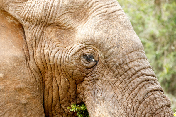 Zdjęcia stock: Bush · słoń · jedzenie · pole · trawy · lasu