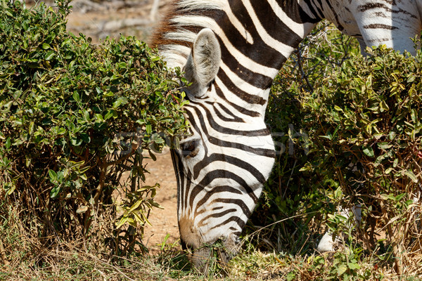 Close up of Burchells Zebra Eating Grass Stock photo © markdescande
