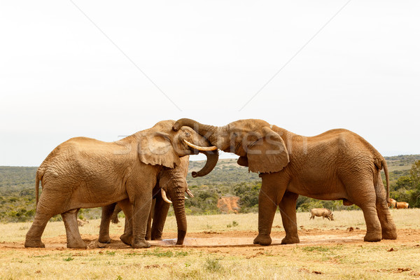 Foto stock: Bush · elefantes · jugando · pie · campo
