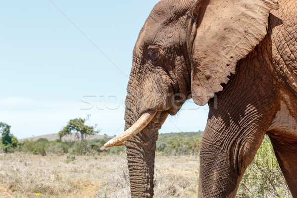 Elefante africano piedi guardando verso il basso terra foresta natura Foto d'archivio © markdescande