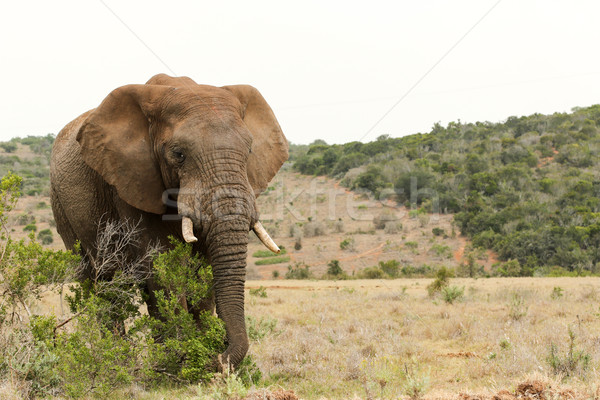 Bush Elephant grabbing a branch Stock photo © markdescande