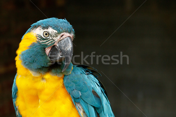 Parrot turning his head to look at you Stock photo © markdescande