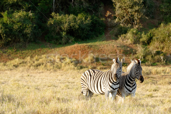 Twee zebra's permanente veld lang gras Stockfoto © markdescande