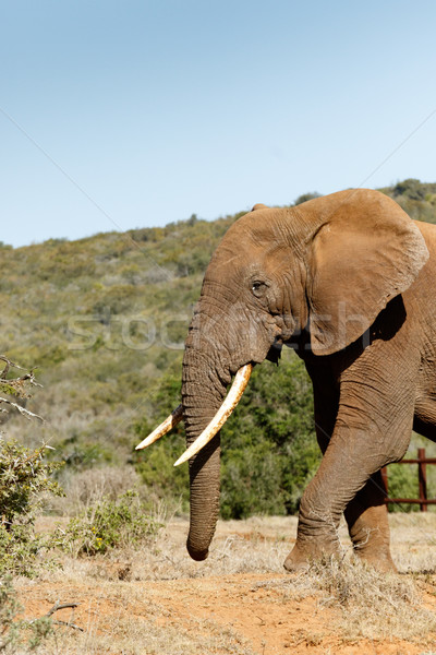 Elephant walking towards the bushes Stock photo © markdescande