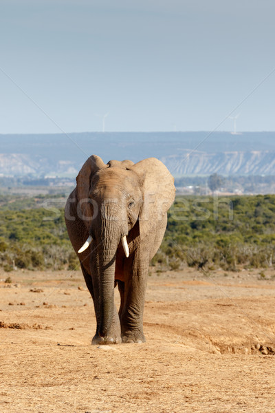 Ritratto african Bush elefante rosolare terra Foto d'archivio © markdescande