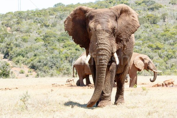 Imagine de stoc: Elefant · african · în · picioare · lung · sarcina · urechile