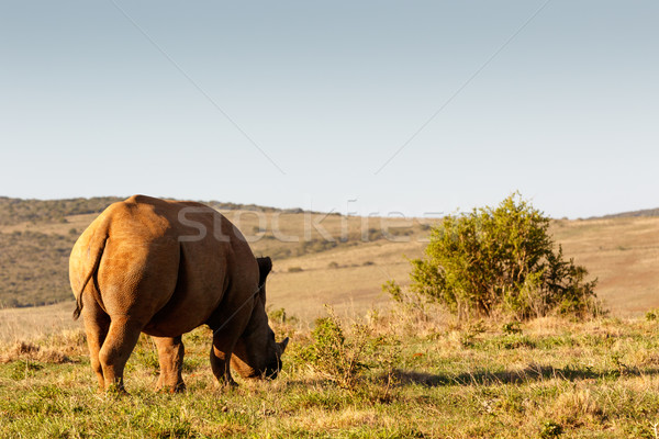 Side view of a Black Rhinoceros eating grass Stock photo © markdescande