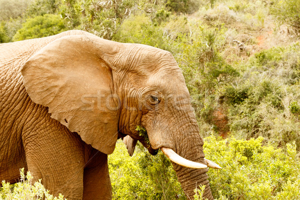 Close up of a Bush Elephant standing and eating Stock photo © markdescande