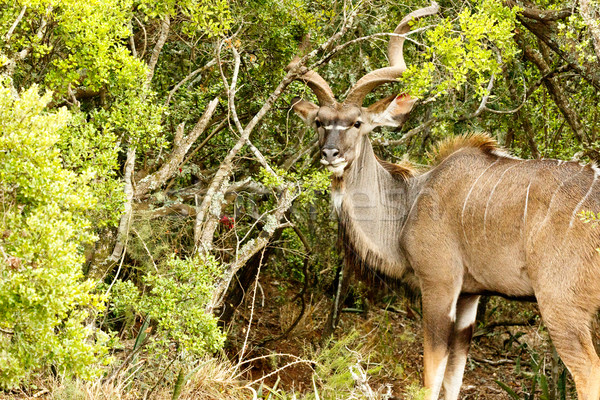 Greater Kudu hiding between the bushes Stock photo © markdescande