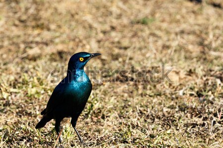 Red-shouldered glossy bird with yellow eye Stock photo © markdescande
