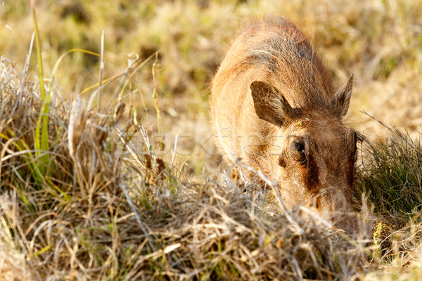 Common warthog so into his grass Stock photo © markdescande